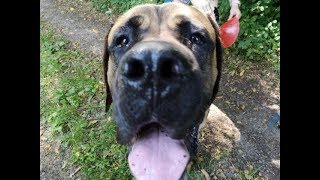 Die Abc Hundegruppe - Gewaltfreie Hundeerziehung Mit Fun