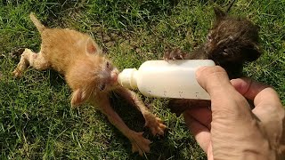 Cute Kittens Become Crazy After Seeing Their Milk Bottle They Start Scratching And Biting