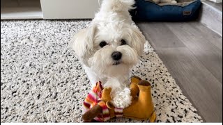 Maltese puppy always forces you to play by Maltese story 36 views 1 year ago 2 minutes, 8 seconds