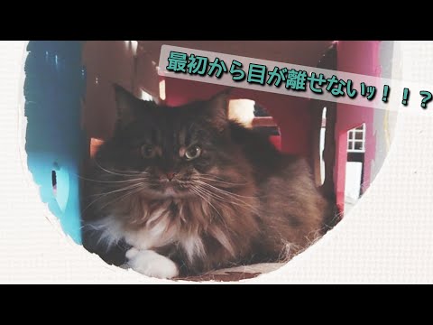 〇〇は見たｯ！！【ﾉﾙｳｪｰｼﾞｬﾝ×ﾍﾟﾙｼｬ】【ｽｺﾃｨｯｼｭ】