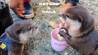 How Fighting Otters Started Getting Along at Camp