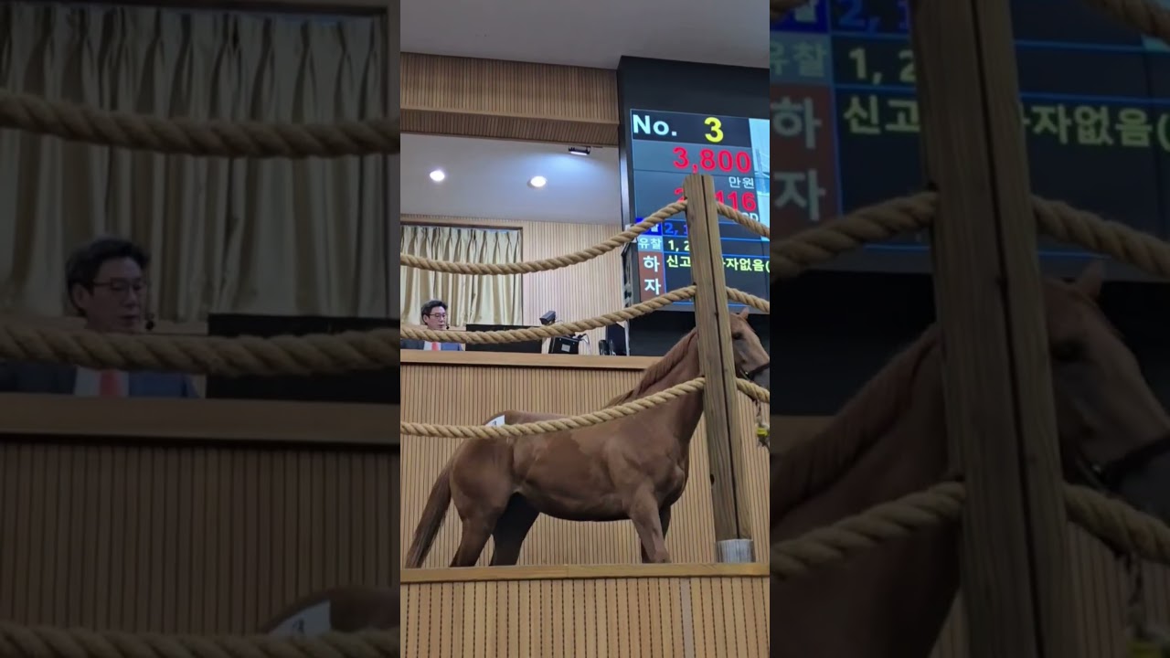 경주마 경매