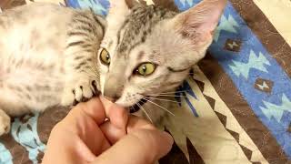 Egyptian Mau Kitten  Example of training kitten to not bite and claw hands