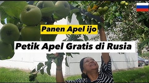 Petik apel di Rusia Panen di pinggir jalan Gratis!