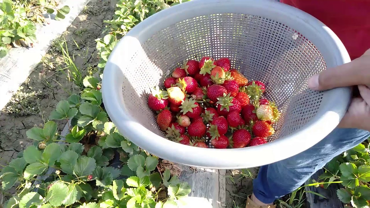 Picking Fresh Strawberry and Packing in Basket | Village Traditional Food