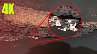 Nasa Mars CURIOSITY Rover SOL 2461 | July 9, 2019 |CURIOSITY Rover new footage | Mars In 4k