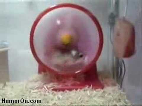 Schneller Hamster