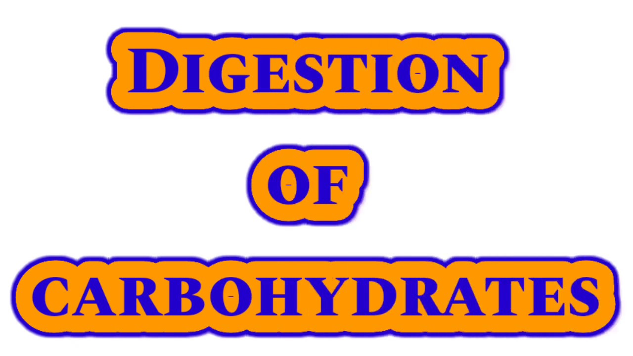 Digestion of CARBOHYDRATES in mouth II stomach II small intestine