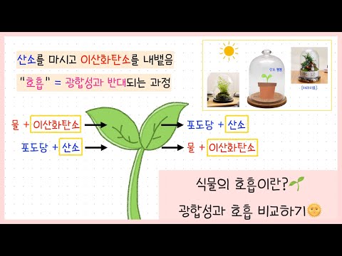 [중2 식물] 4강. 식물의 호흡 | 광합성과 호흡 비교🌱