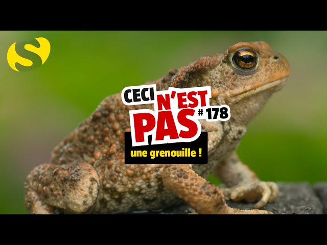 Quelles différences entre grenouille et rainette?-Vidéo Ceci n'est pas n°18  - La Salamandre