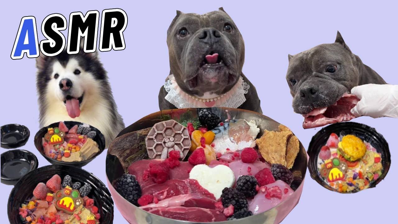【Dog Mukbang ASMR】Bully dog immerses in eating rabbit meat #ASMR # ...