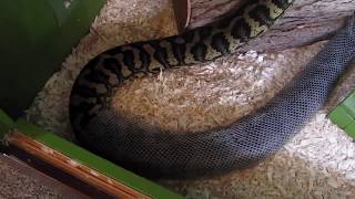 Priya, our 8 foot Jungle Carpet Python, Shedding 9-13-2015