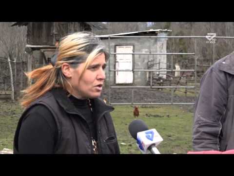 ხონში 12 სოციალურად დაუცველი ოჯახი დახმარებას ითხოვს /MTAVARI/