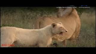 White Lions Born Wild documentary animal planet in hindi