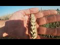 Огляд демо поля 8 сортів озимої пшениці компаній KWS, SAATBAU, Сади України перед збиранням врожаю.