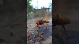 hornet vs ants