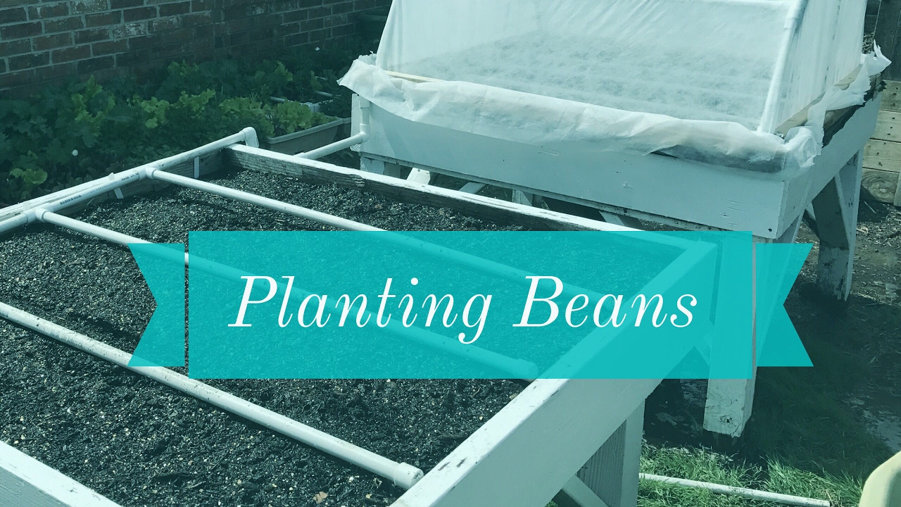Planting Beans (& Building PVC Insect Netting Dome)