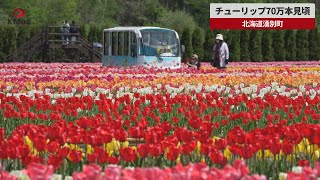 【速報】チューリップ70万本見頃 北海道湧別町