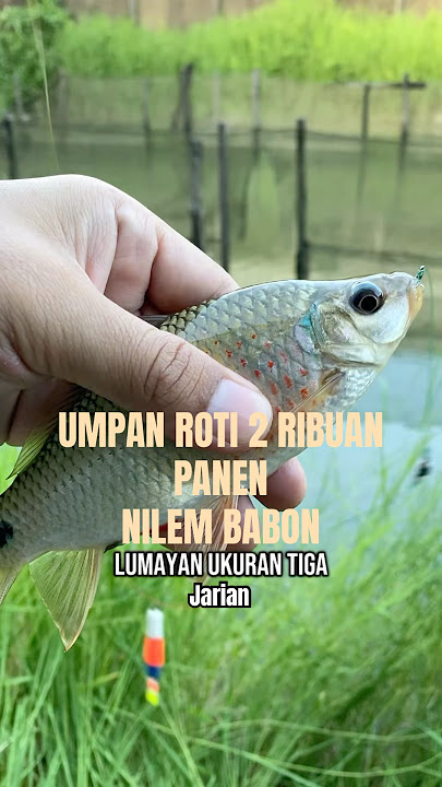 Capital only two thousand guys #fishing #fishing #nilemfish #fishinghobby #bottomfish #borneofishing