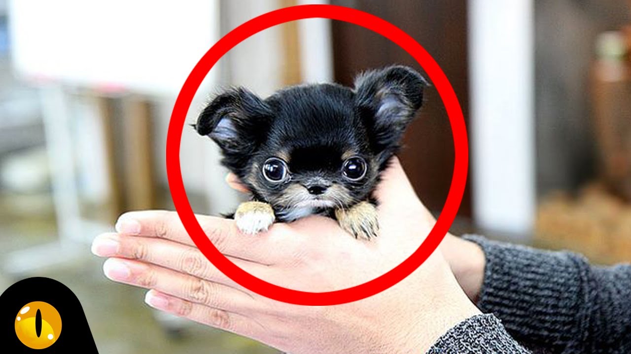 Download TOP 10 SMALLEST DOG BREEDS