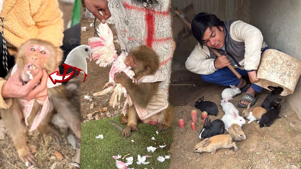 Monkey Kbootar Ki Gardan Kha Gea 😰 Rabbit Babies Pakar Lea 💕