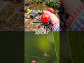 Kids Learn | Bug Insect Names at the Waterfall: Millipede Dragonfly Katydid Spider Butterfly