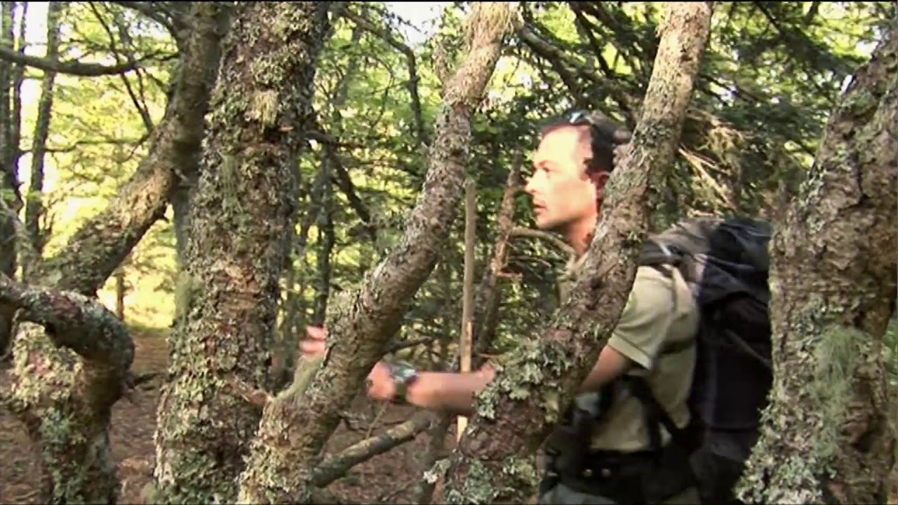 Urogallos, grévoles y perdices griegas en alta montaña. Domingo 12 a las 