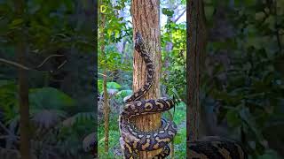 Animals That Actually Destroy Themselves#facts #didyouknow  #mindblowingfacts