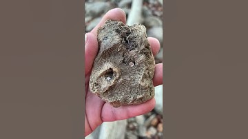 Ohio fossil hunting ( horn coral)