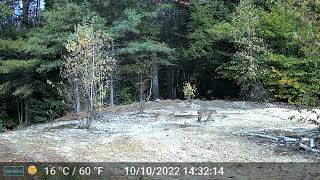 New Hampshire Trail Cam, October 2022 — Playful bobcat