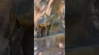 BIG HORN SHEEP #cute #tiktok #youtube #foryou #horn #sheeps #animal #animallover #reels #fyp #shorts
