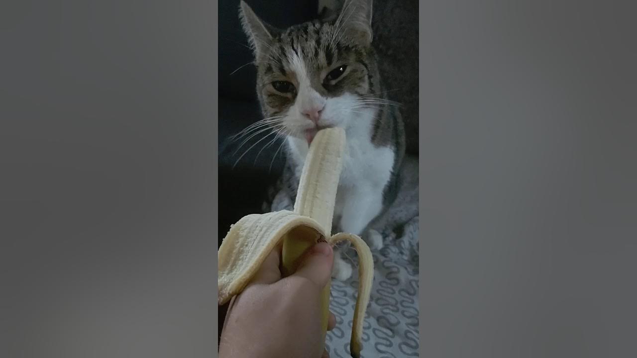 cat licking banana.mp4 YouTube