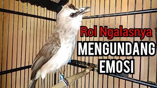 Suara Panggilan trucukan gacor Khas Ngalas Ngerol asli alam membuat trucuk lain ikut Buka suara