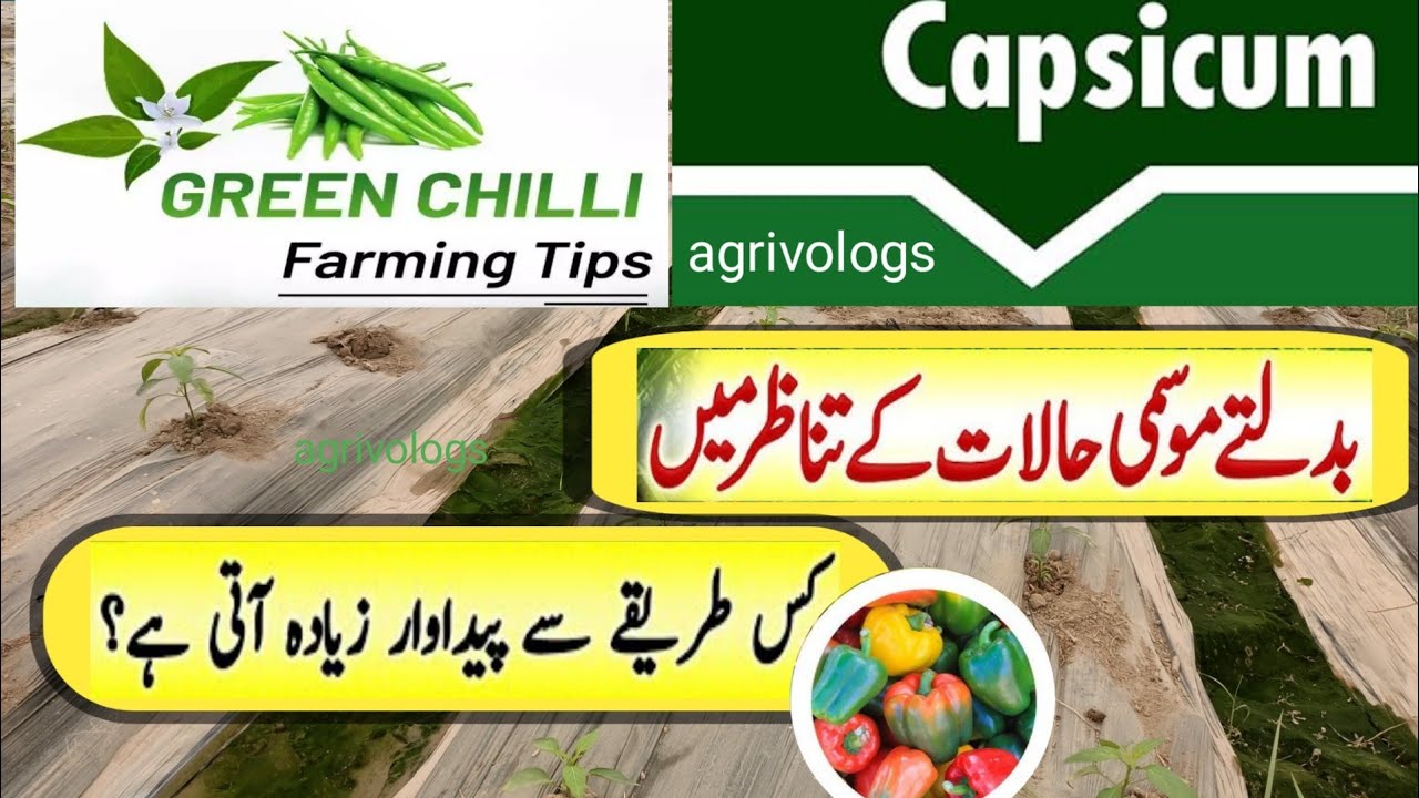 capsicum 🫑 (Shimla march)and chilli ( March) farming//insect disease ...