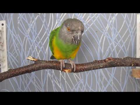 Сенегальский попугай Ромочка