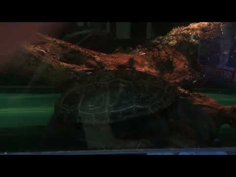 Reeves Turtles in a tank◁IMG 45881