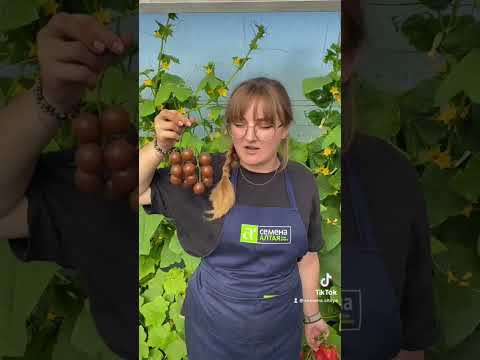 Кистевые томаты от Семена Алтая #сад #огород #дача #семенаалтая