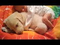 AWW CUTE BABY ANIMALS - Best Funniest Cats And Dogs Videos 😺😍