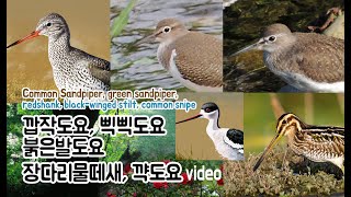 도요새5종류 (깝작도요, 삑삑도요, 붉은발도요, 장다리물떼새, 꺅도요)