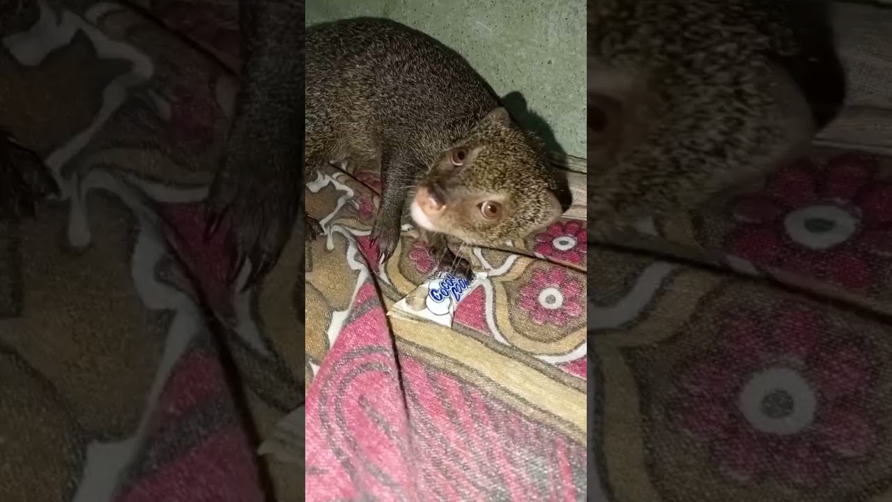 mongoose eat chocolate 🍫 and funny moments 🤣🤭 || 