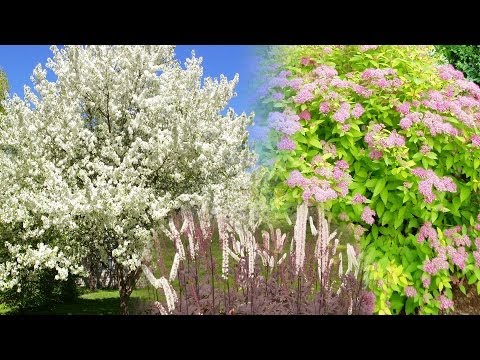 Video: Itea Shrub - Cách chăm sóc Itea Sweetspire