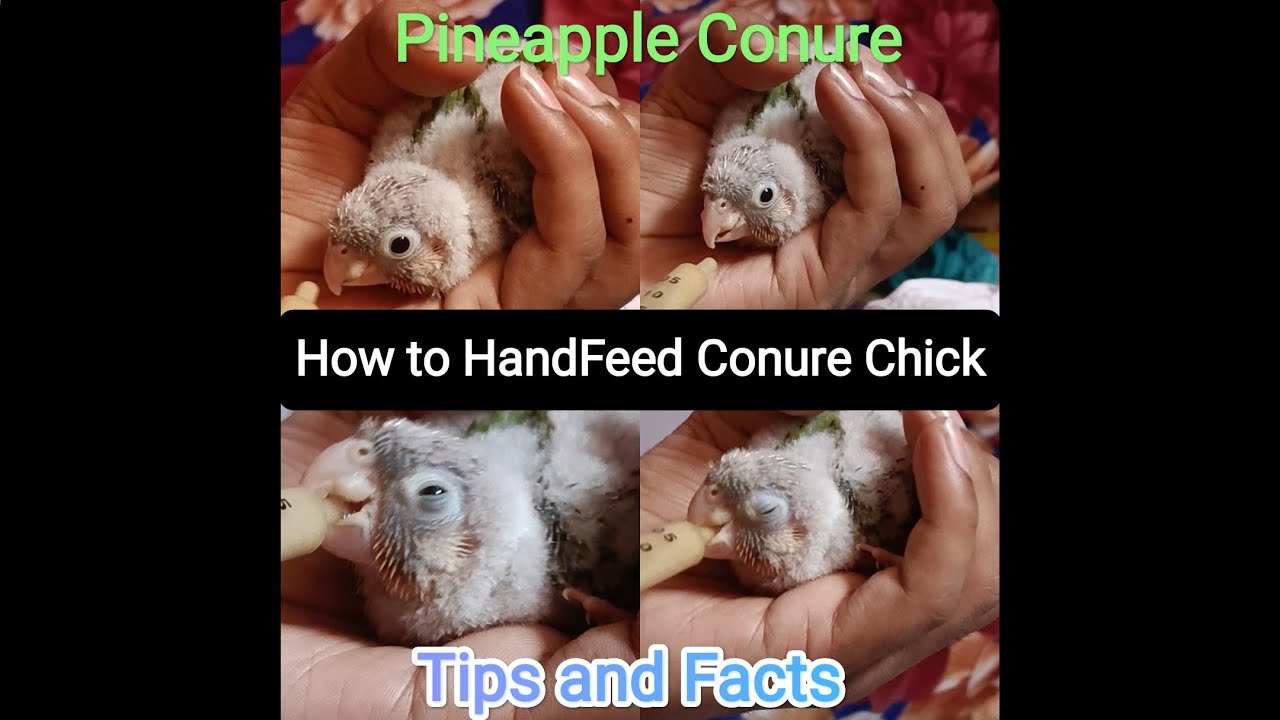 How to handfeed Conure Chick • Handfeeding Pineapple Conure Chick