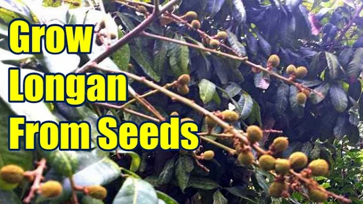 How To Grow Longan From Seed Easily - DayDayNews