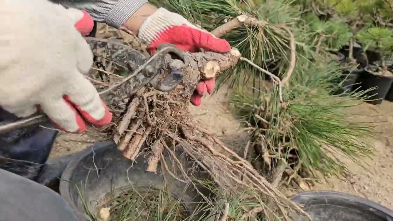 굴취해서 분에심기