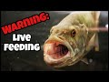 Top 5 AGGRESSIVE Fish I Have! (Live Feeding)