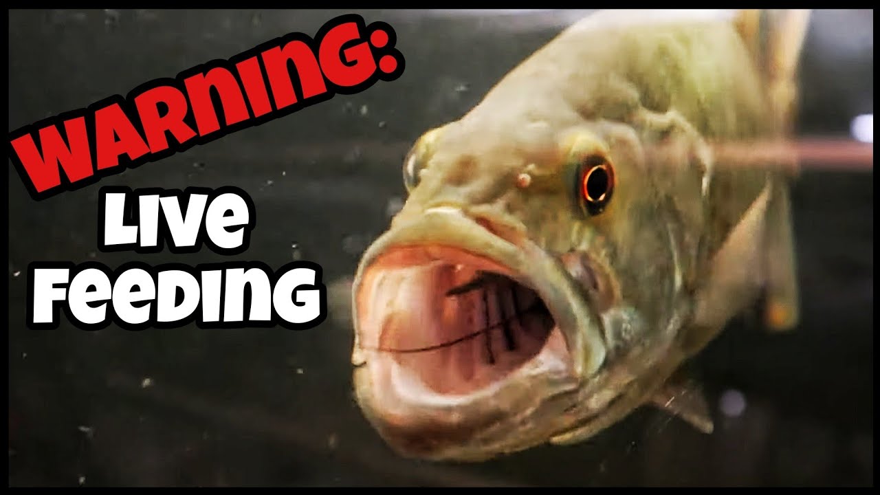 Top 5 AGGRESSIVE Fish I Have! (Live Feeding) YouTube