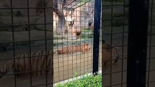 Harimau ll Harimau sumatra #SHORTS