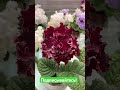 Стрептокарпус нашей селекции DS-3021 #стрептокарпусы