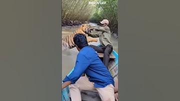 on Camera recording🐯Tiger Attack on Fisherman Sundarban in Boat 🌊#tiger