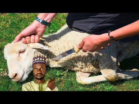 FASSARAR MAFARKIN YANKA DABBOBI